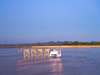 Kapamba Bushcamp - Sundowner 